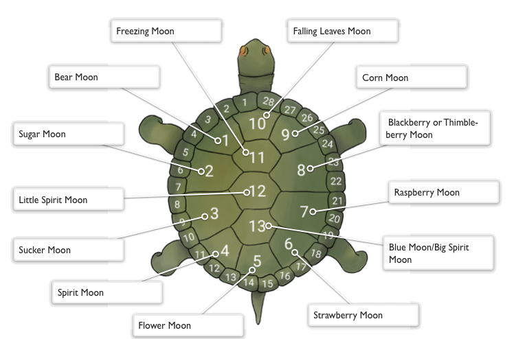 Image of a turtle with moons on the back