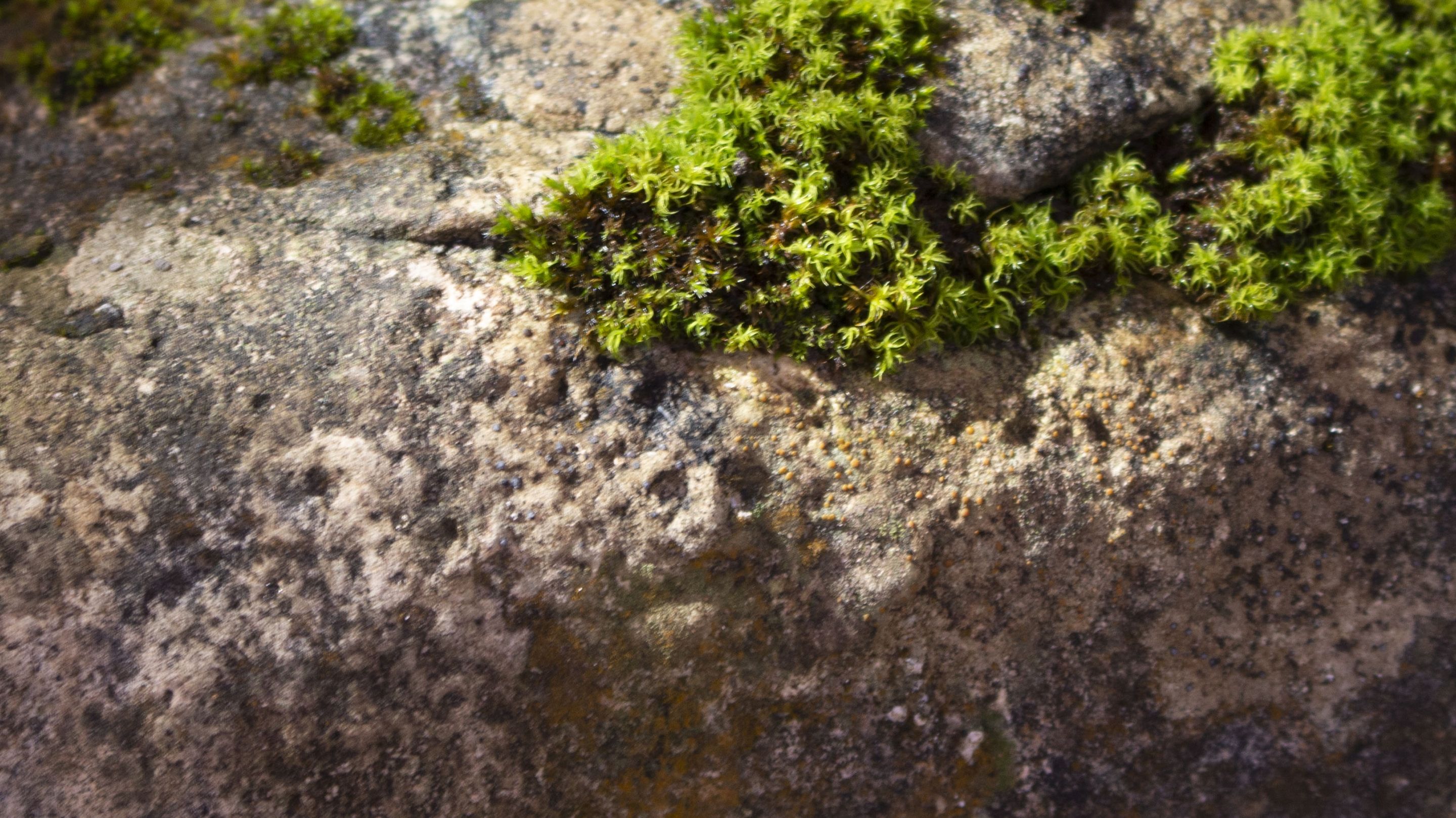 Close up of rock with very green moss