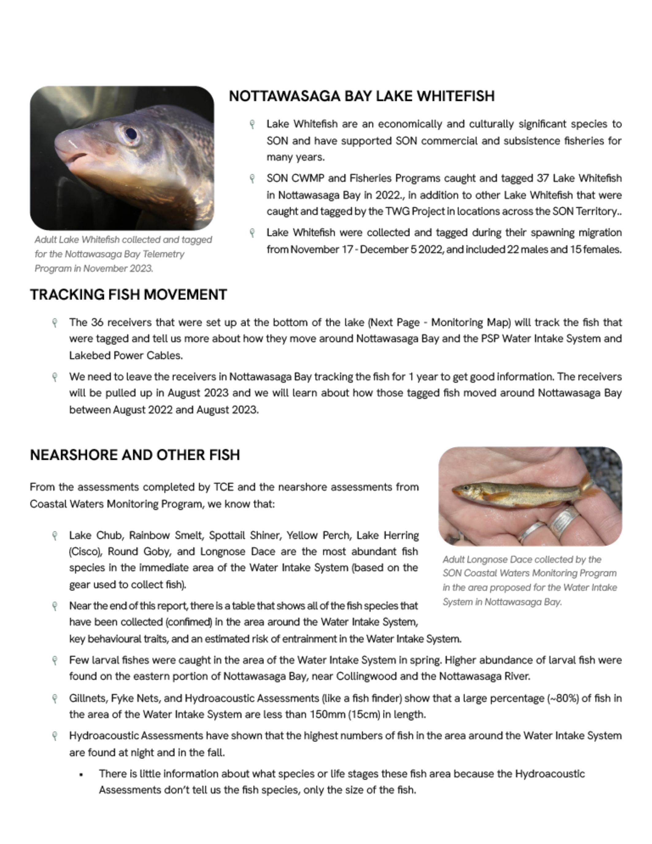 Nottawasaga Bay Lake Whitefish