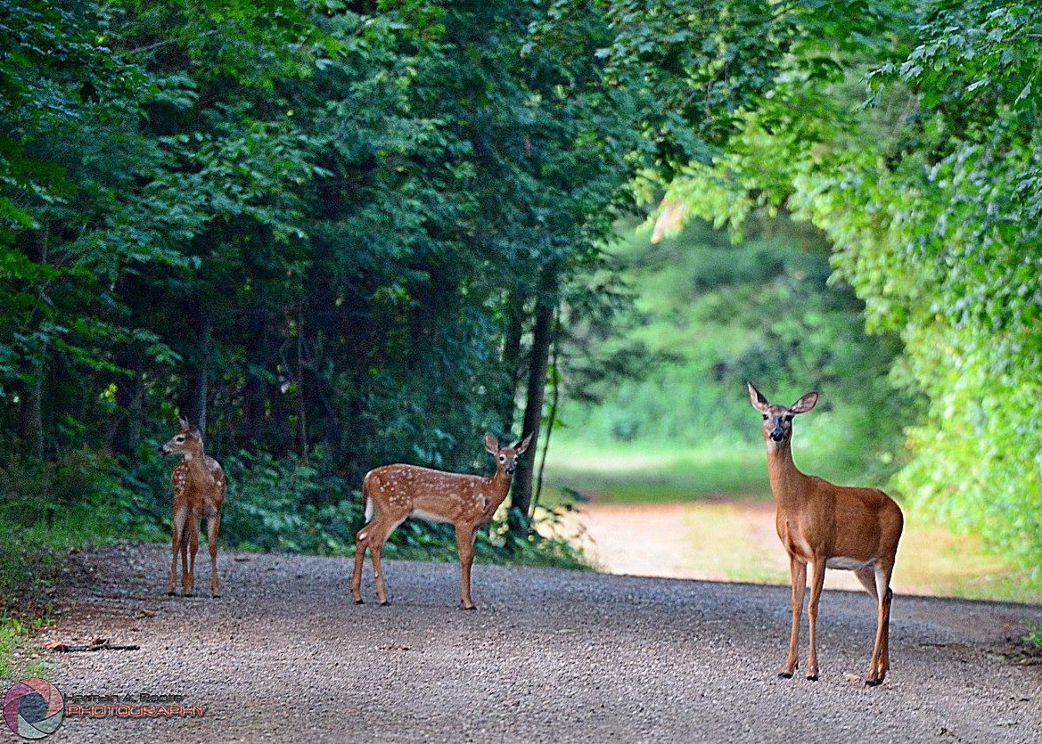 Deer on Road