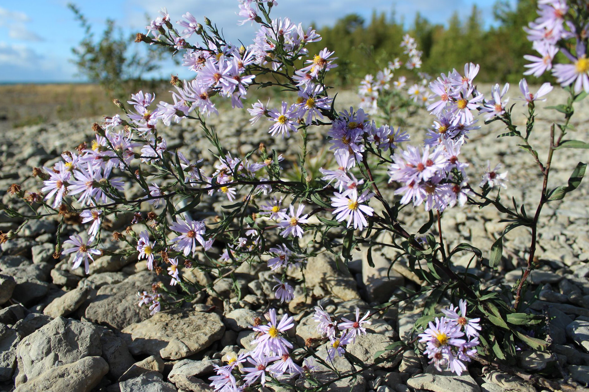 Shrub