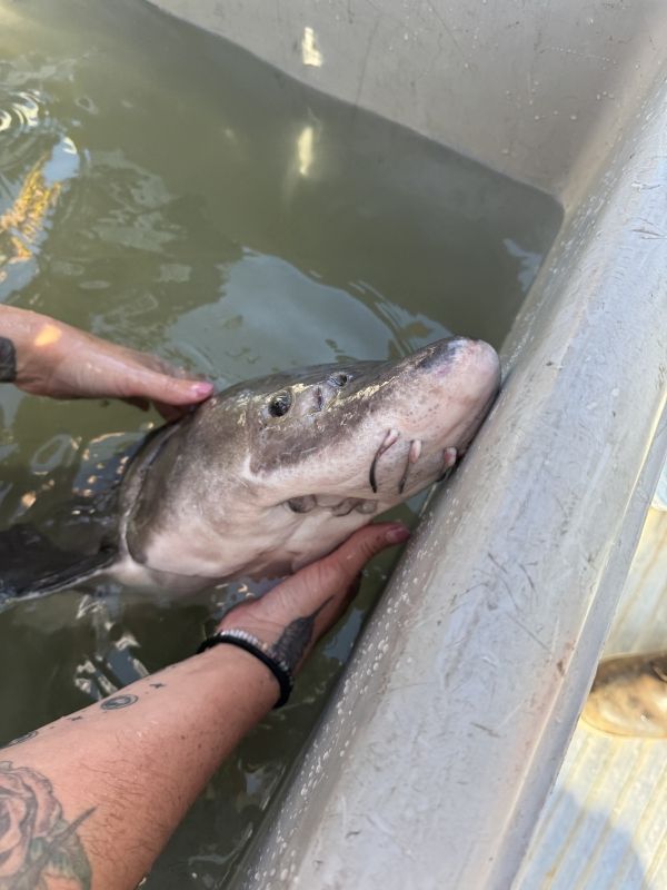 Sturgeon close up